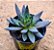 Echeveria affinis - Imagem 1