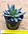 Echeveria affinis - Imagem 3
