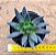 Echeveria affinis - Imagem 4