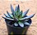 Echeveria affinis - Imagem 2