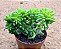 Sedum alice evans cristata - Imagem 1