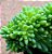 Sedum alice evans cristata - Imagem 4