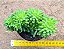 Sedum alice evans cristata - Imagem 3