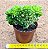 Sedum alice evans cristata - Imagem 2
