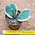 Hoya kerrii - "Hoya coração variegata" - Imagem 3