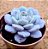 Echeveria snow angel - Imagem 2