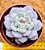 Echeveria snow angel - Imagem 1