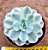 Echeveria akaioshi variegata - Imagem 1