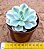 Echeveria akaioshi variegata - Imagem 3