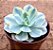 Echeveria akaioshi variegata - Imagem 2