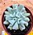 Echeveria cubic trompet - Imagem 1