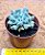 Echeveria cubic trompet - Imagem 3