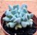Echeveria cubic trompet - Imagem 2
