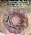 Aeonium tsavolit - Imagem 4