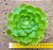 Aeonium tsavolit - Imagem 1