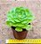 Aeonium tsavolit - Imagem 3