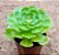 Aeonium tsavolit - Imagem 2