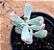 Cotyledon orbiculata var. flanaganii - Imagem 5