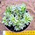 Crassula volkensii variegata - Imagem 1