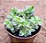 Crassula volkensii variegata - Imagem 2