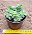 Crassula volkensii variegata - Imagem 3