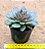 Echeveria mina fosca - Imagem 2