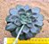 Echeveria mina fosca - Imagem 3