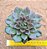 Echeveria mina fosca - Imagem 1