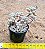 Graptopetalum (Sedum) mirinae - Imagem 2