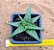 Aloe  sp  (folha verde) - Imagem 2