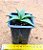 Aloe  sp  (folha verde) - Imagem 3