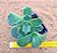 Kalanchoe fedtschenkoi variegata - Imagem 2