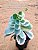 Kalanchoe fedtschenkoi variegata - Imagem 3