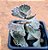 Kalanchoe rhombopilosa - Imagem 1