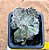 Kalanchoe rhombopilosa - Imagem 2
