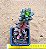 Sedeveria jet beads - Imagem 3
