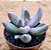 Pachyphytum guangzhou - Imagem 2
