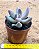 Pachyphytum guangzhou - Imagem 3