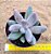 Pachyphytum guangzhou - Imagem 1