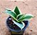 Sansevieria (Dracena) trifasciata black golden dwarf - Imagem 2