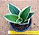 Sansevieria (Dracena) trifasciata black golden dwarf - Imagem 1