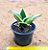 Sansevieria (Dracena) trifasciata black golden dwarf - Imagem 3