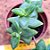 Crassula sun star - Imagem 2