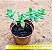 Crassula sun star - Imagem 3