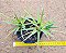 Billbergia nutans - Imagem 3