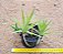 Billbergia nutans - Imagem 1