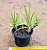 Billbergia nutans - Imagem 2