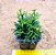 Rhipsalis cereuscula - Imagem 2