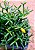 Rhipsalis cereuscula - Imagem 3
