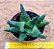 Haworthia margaritifera - Imagem 1